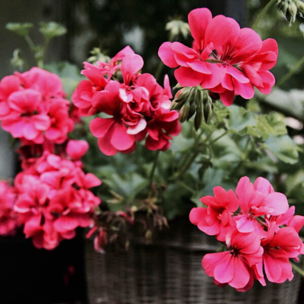 Geranium ägyptisch Ätherisches Öl – Bild 2
