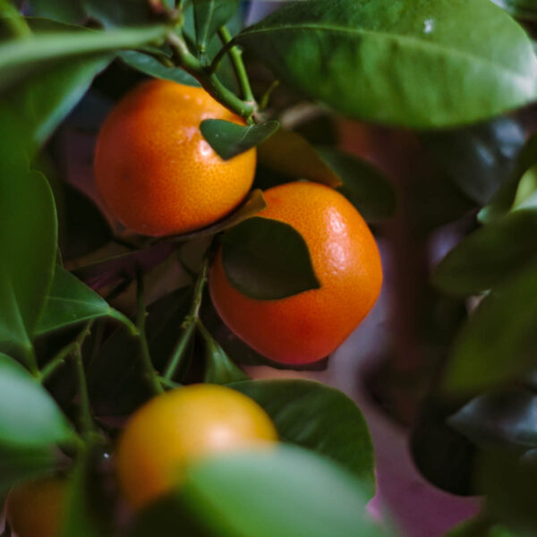 Orange süß Ätherisches Öl – Bild 2