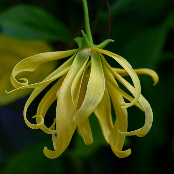 Ylang Ylang Ätherisches Öl – Bild 2